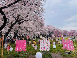 Kitakami Tenshochi: The Undisputed King of Cherry Blossoms in Tohoku
