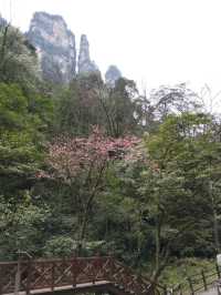 Step into a real life fairy tale at Zhangjiajie National Forest Park