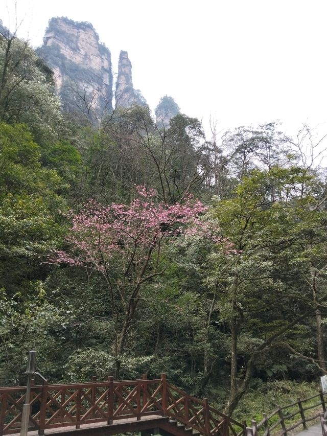 Step into a real life fairy tale at Zhangjiajie National Forest Park