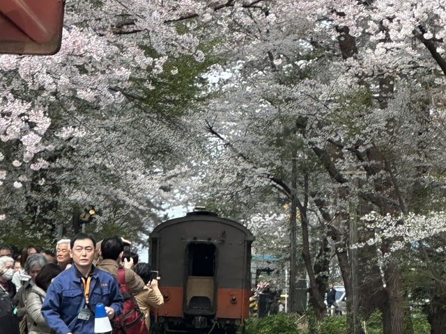 火車櫻花隧道