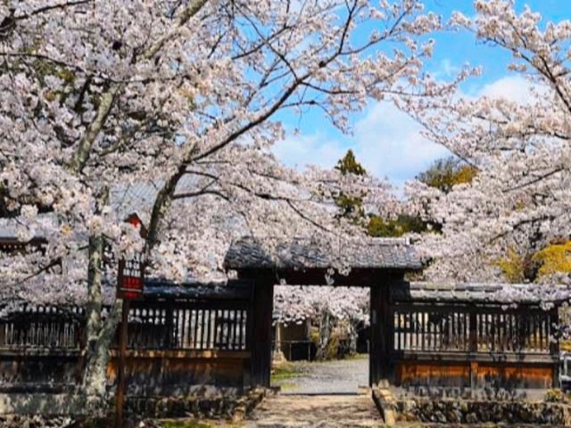 京都嵐山賞櫻順遊---大覺寺大澤池，日本最古老的池泉回遊式庭園