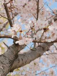 Korea's Must-Visit Cherry Blossom Spot in Spring — Jinhae Military Port Festival 🌸🚢