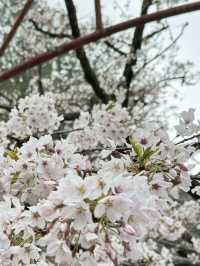 雲海與櫻雪交織的春日奇景：阿里山櫻花季🌸