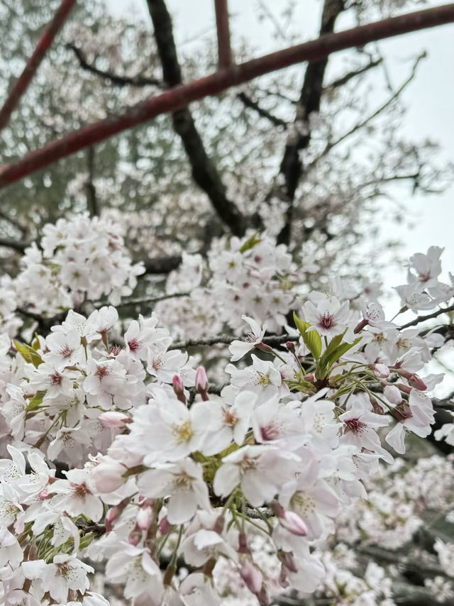 雲海與櫻雪交織的春日奇景：阿里山櫻花季🌸