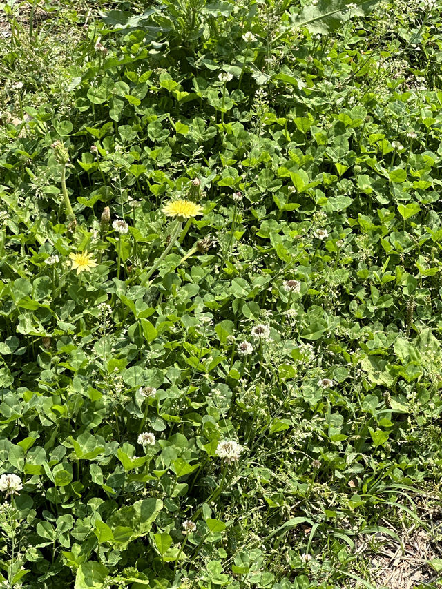 푸릇한 여름 가족나들이 방문하기 좋은 양평 핫플 두물머리 🍃✨💚