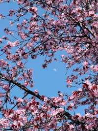 2025五月北海道獨遊追櫻之旅🌸 - 第一彈