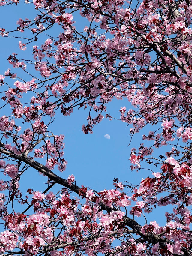 2025五月北海道獨遊追櫻之旅🌸 - 第一彈