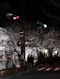 Kyoto's Night Cherry Blossoms 🌸✨