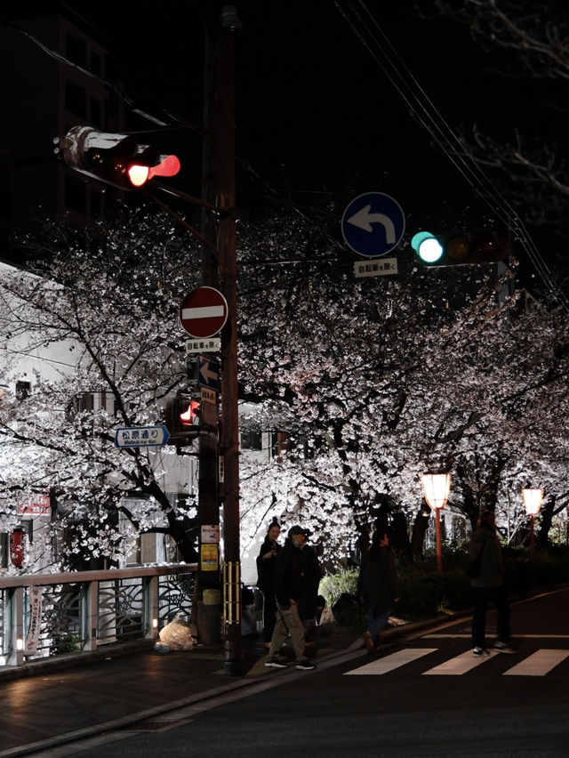 Kyoto's Night Cherry Blossoms 🌸✨