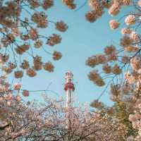 Daegu: Korea’s Secret Spring Sanctuary