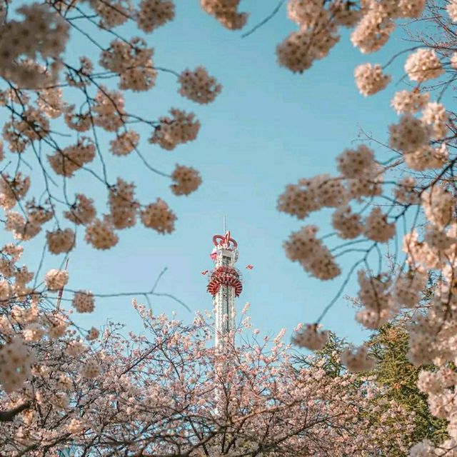 Daegu: Korea’s Secret Spring Sanctuary