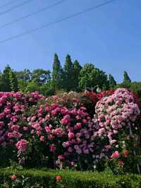 Incheon: Korea’s Coastal Gateway in Full Bloom