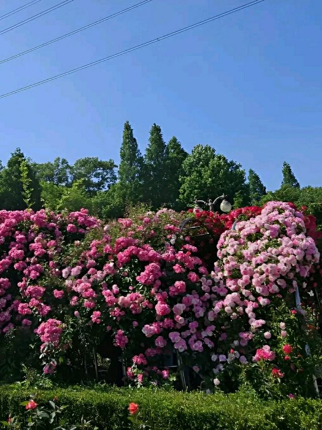 Incheon: Korea’s Coastal Gateway in Full Bloom
