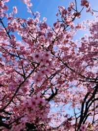 Tokyo sakura