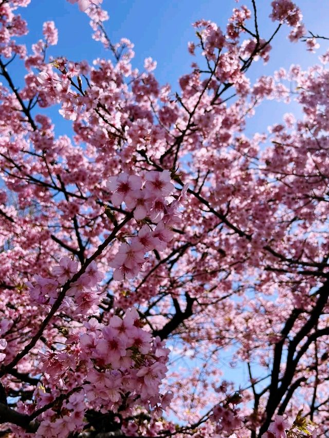 Tokyo sakura