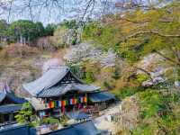 Spring Serenity in Nara’s Hidden Gem