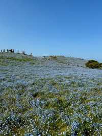 Nemophila Magic: Japan’s Blue Wonderland