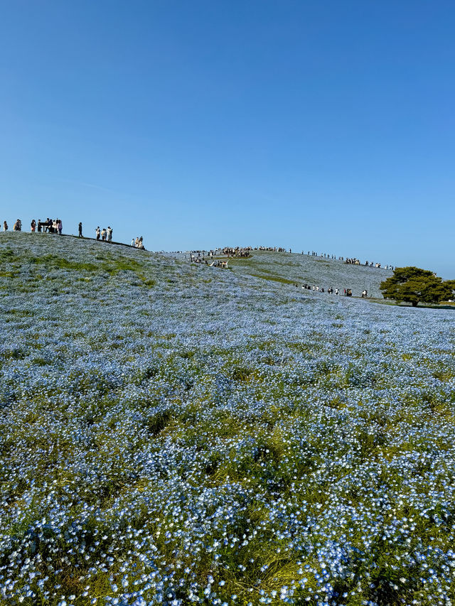 Nemophila Magic: Japan’s Blue Wonderland