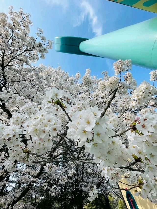 Seongnam: A Harmonious Blend of Tradition and Modernity
