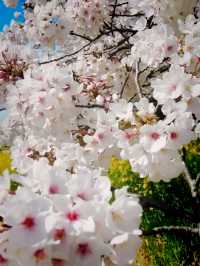 A Petal-Lined Path to Spring Bliss at Kumagaya Sakura Tsutsumi