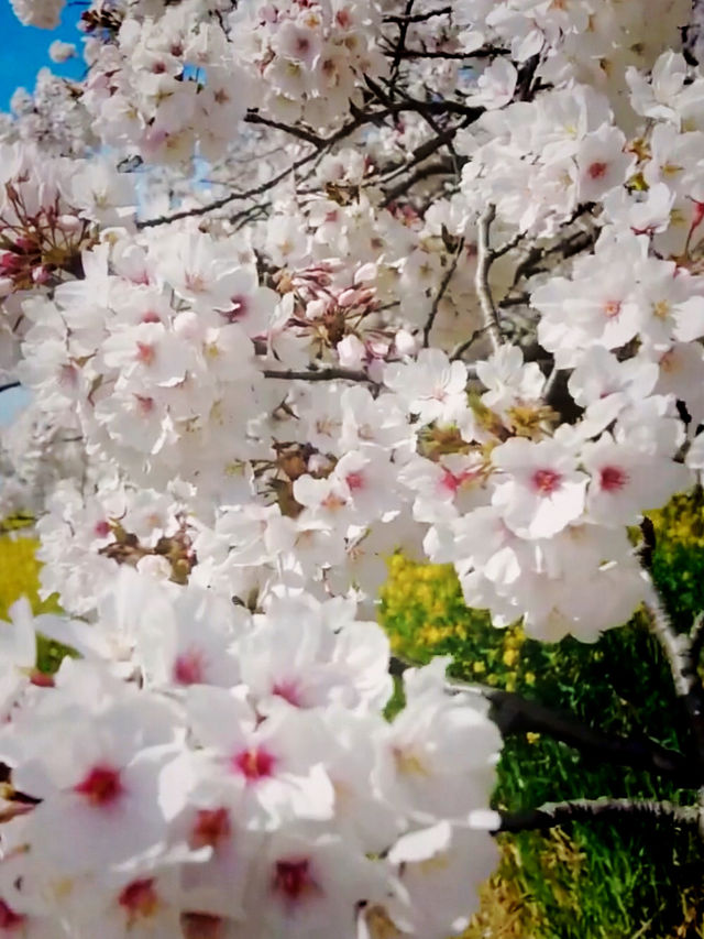 A Petal-Lined Path to Spring Bliss at Kumagaya Sakura Tsutsumi