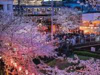 Nakameguro by the Meguro River – A Trendy Tokyo Stroll with Seasonal Charm