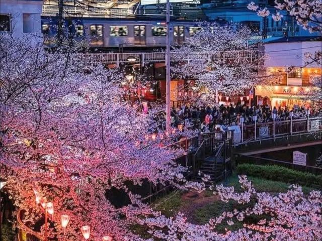 Nakameguro by the Meguro River – A Trendy Tokyo Stroll with Seasonal Charm
