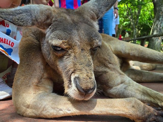 你知道日本有動物園可以餵獅子吃肉嗎？