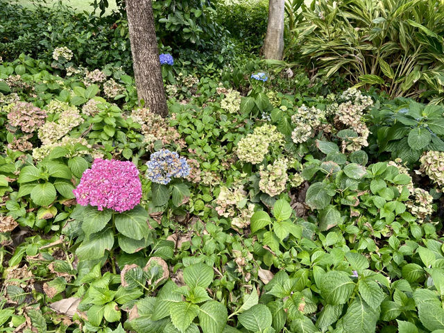 香港西九M+✨ 草坪上繽紛多彩的繡球花🪻💕