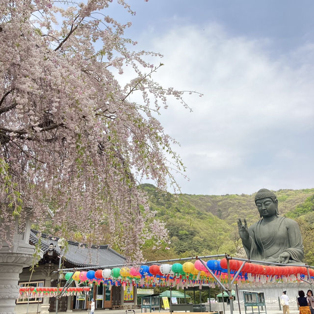 여기저기 벚꽃 명소들 🩷