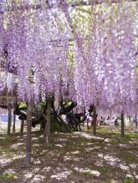 【行く前にこれ見て】古社の境内に垂れ下がる神秘的な紫のカーテン💜✨※観光攻略情報付き