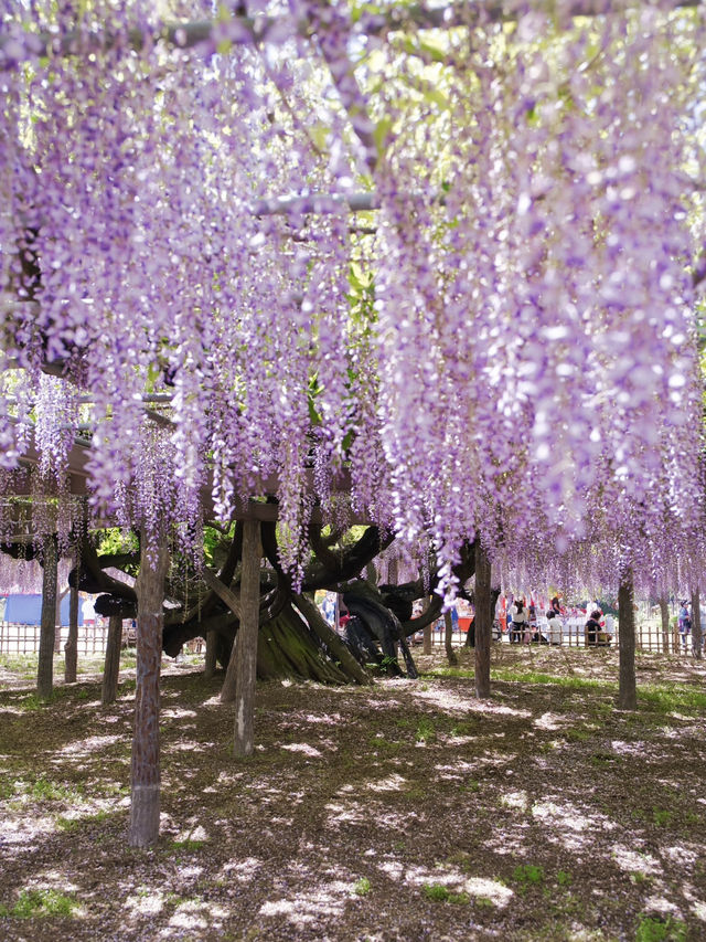 【行く前にこれ見て】古社の境内に垂れ下がる神秘的な紫のカーテン💜✨※観光攻略情報付き