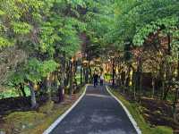 行！走入超完美芬多精仙境～阿里山森林公園