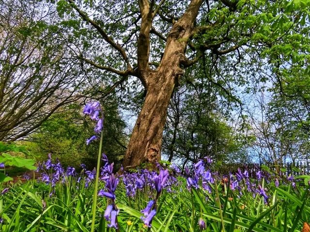 Stone & Blossom: Spring at Caludon Castle Park
