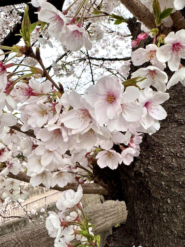 Nature & Retro Café Vibes in Itabashi, Tokyo🌸