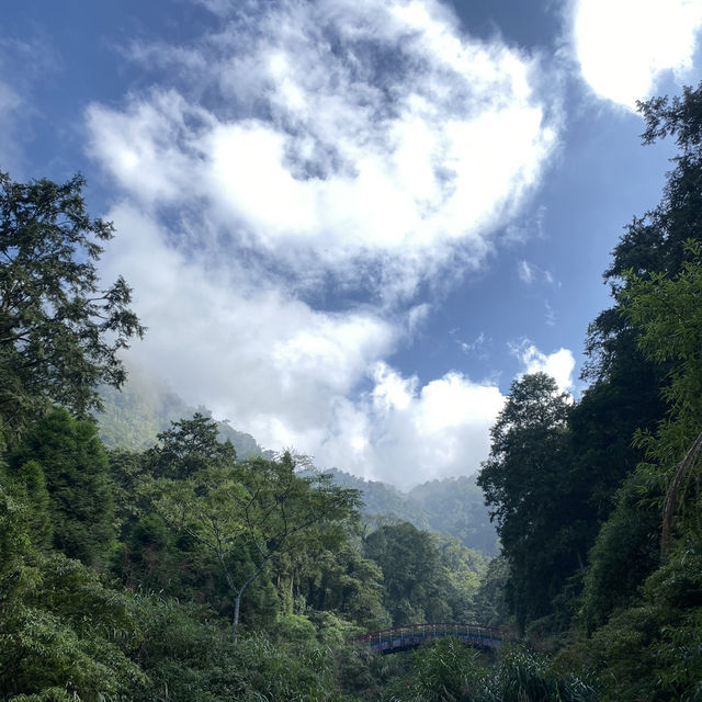溪頭森林遊樂區🌳