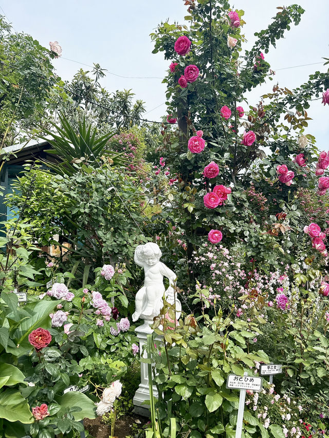 【大分】大分の初夏の有名スポット！華麗なバラ園✨