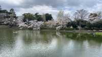 🌸【初見即傾心】大宮公園櫻花滿開的那一刻，我與春天撞了個滿懷!