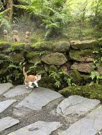 Where to Stay for Peace and Quiet Near Qingcheng Mountain
