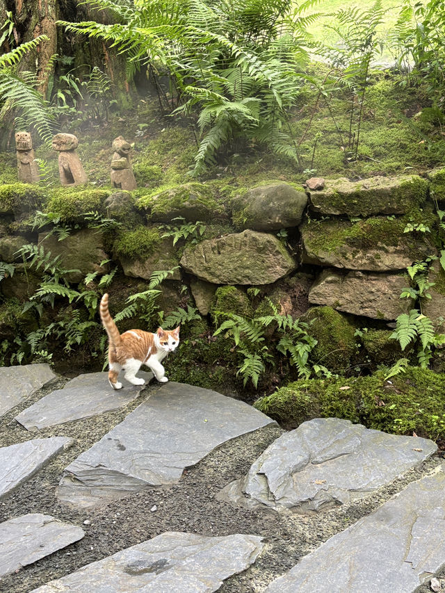 Where to Stay for Peace and Quiet Near Qingcheng Mountain