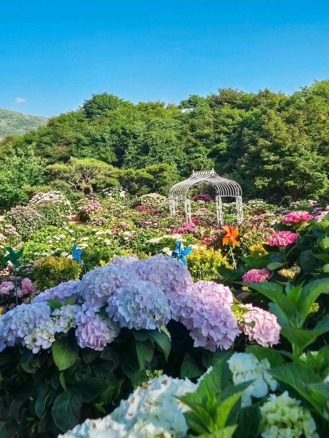 6월은 수국의 계절:) 서울 근교 수국 맛집은 요기