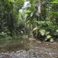 Daintree Rainforest – QLD