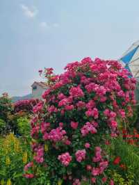 😆🌷충남 아산 여행 코스 카페플라워돔 장미 포토존