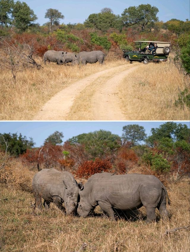 South Africa ซาฟารีแบบ Free VISA!!