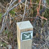 Western Australia, Perth - Mandurah: Discovering One of the Six Giants! 🚶‍♀️🌲