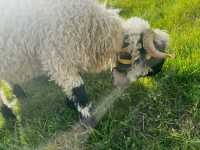 Zermatt Blacknose Sheep – The Cutest Locals in the Alps