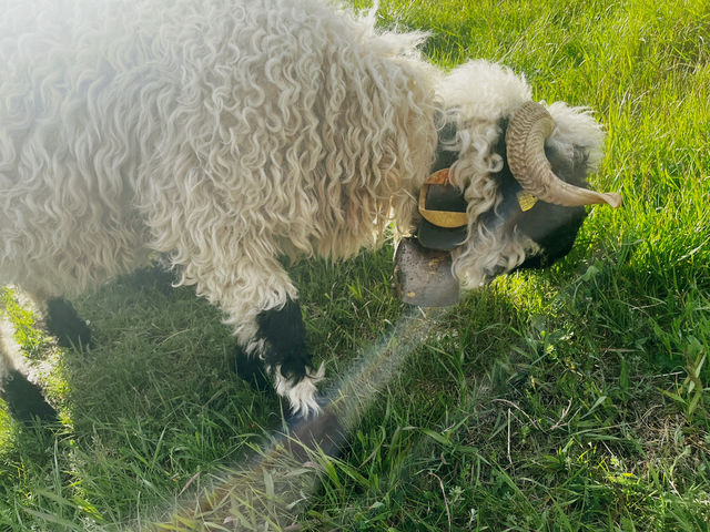 Zermatt Blacknose Sheep – The Cutest Locals in the Alps