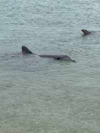 Monkey Mia Dolphin Experience 