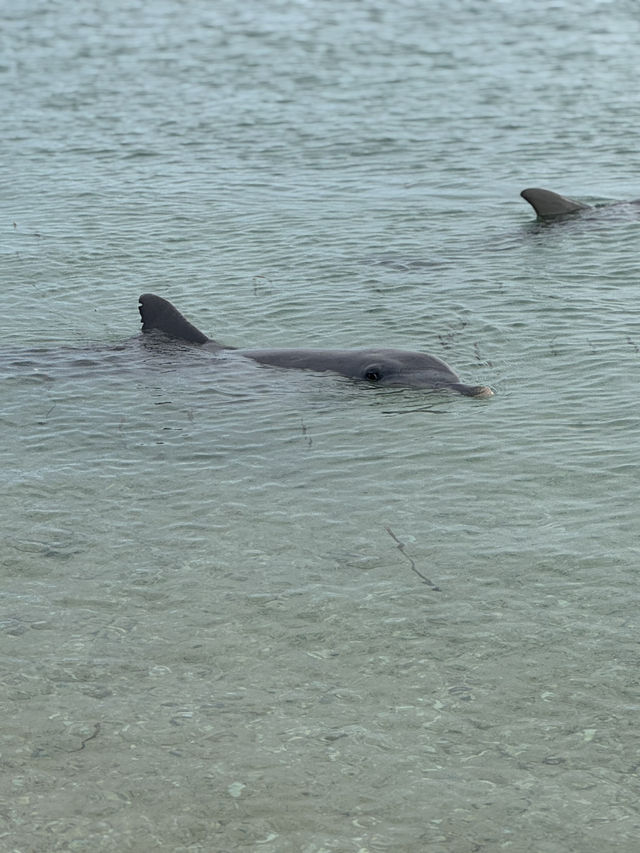 Monkey Mia Dolphin Experience 