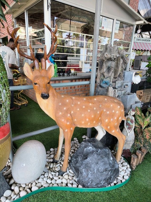 Succulent Paradise in Hong Kong – Budget-Friendly Find